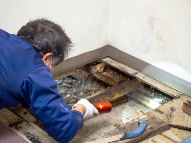 Best Professional Mold Removal  in Winston Salem, NC