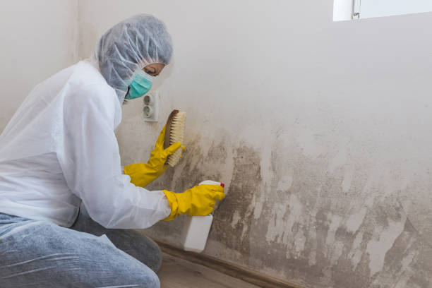 Best Toxic Mold Removal  in Winston Salem, NC