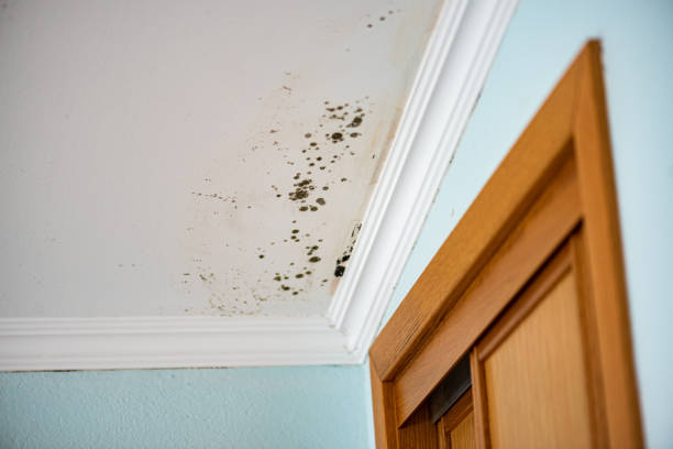 Best Emergency Mold Removal  in Winston Salem, NC