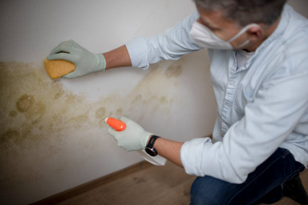 Best Mold Removal Near Me  in Winston Salem, NC