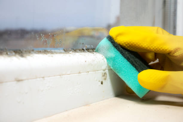 Best Mold Damage Repair  in Winston Salem, NC