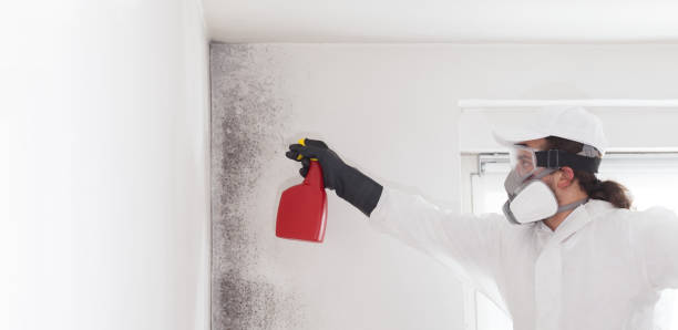 Best Attic Mold Removal  in Winston Salem, NC