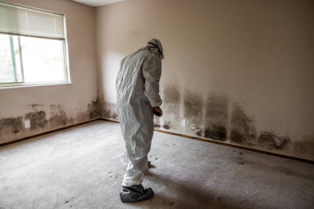 Best Home Mold Removal  in Winston Salem, NC