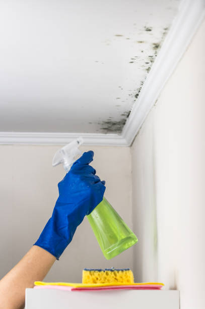 Best Mold Cleaning Services  in Winston Salem, NC