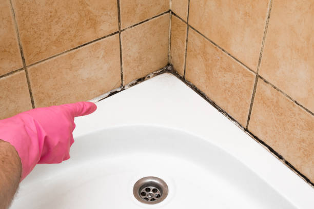 Best Mold Removal Near Me  in Winston Salem, NC